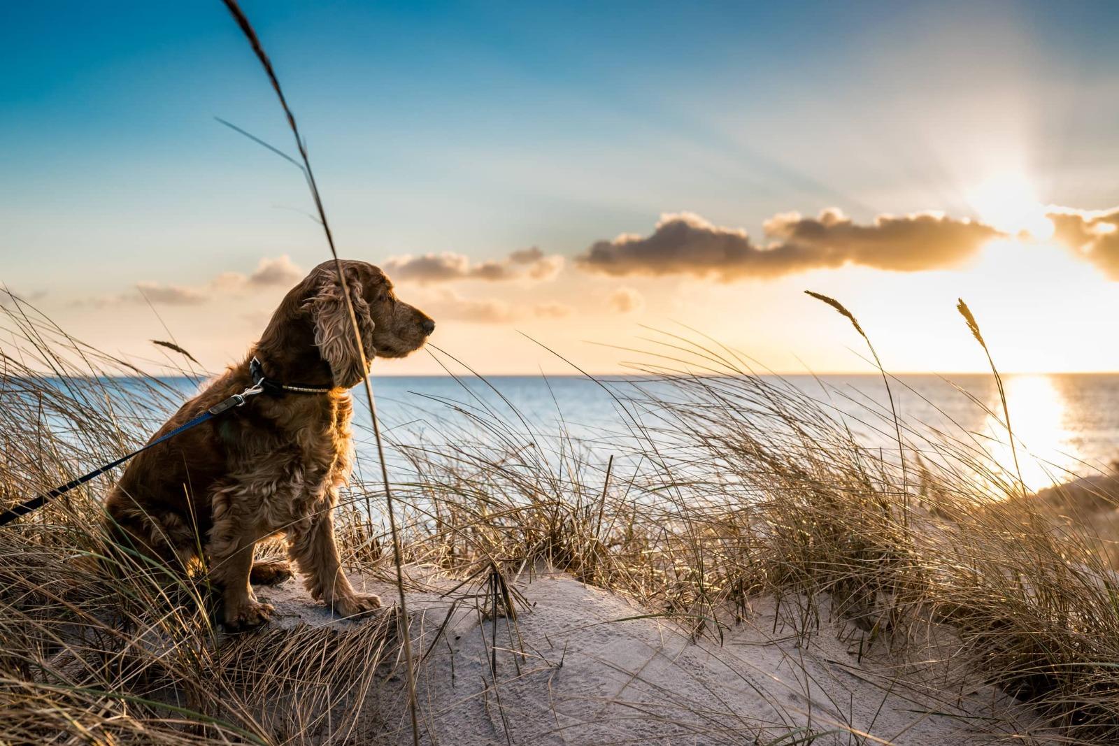 Pet-Friendly Rentals in Myrtle Beach